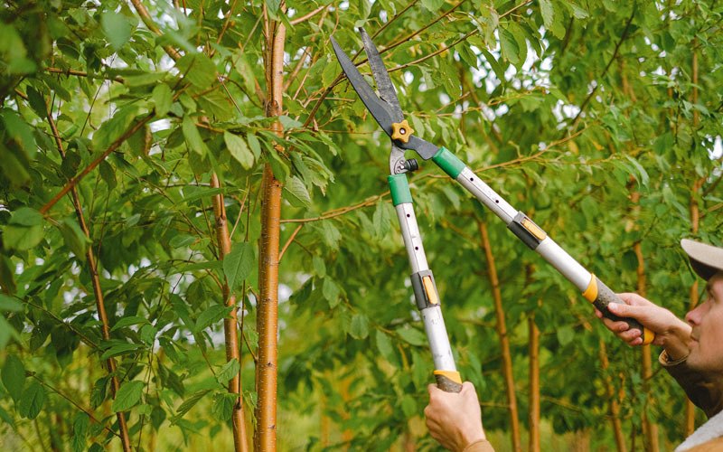 Tree trimming in Fenwick Island, DE