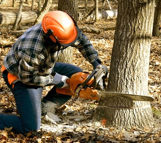 Tree Removal in Fenwick Island, DE